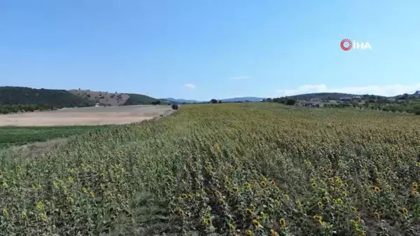 Bilecik'te Yağlık ve Çerezlik Ayçiçeği Hasadı Başladı