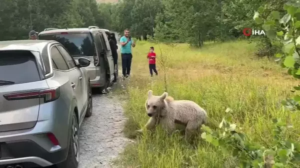 Tatvan'da Vatandaşlar Ayılarla Selfie Çekip Cips İkram Etti