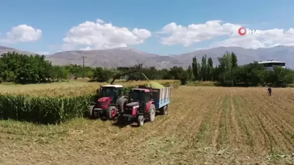 Erzincan'da Silajlık Mısır Hasadı Devam Ediyor