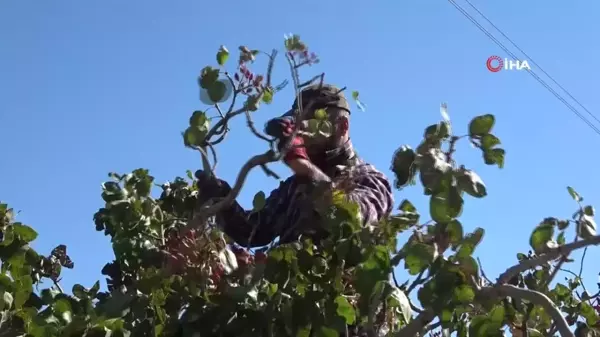 Elazığ'da Antep Fıstığı Hasadı Başladı