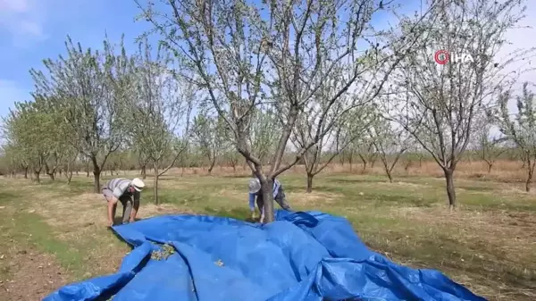 Edirne'de İklim Değişikliğine Dayanıklı Badem Hasadı Başladı