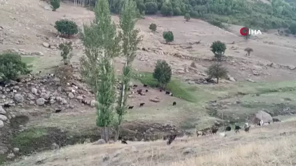 Kamış Köyü Kurt Saldırılarıyla Mücadele Ediyor