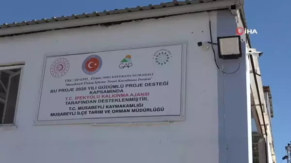 Kilis'in Tescilli Horoz Karası Üzümü Sofralara Ulaşmaya Başladı