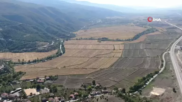 Tosya Pirincinin Hasadı Başladı