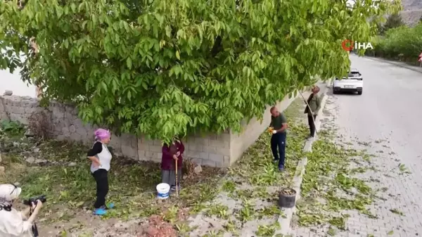 Erzincan Cevizinde Hasat Zamanı Başladı