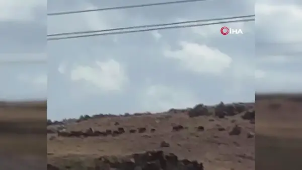 Van'ın Gürpınar İlçesinde Domuz Sürüsü Görüntülendi