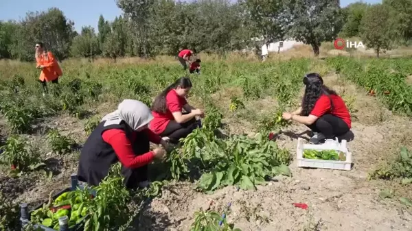 Meslek Lisesi Öğrencileri Sebze Üreterek Ekonomiye Katkı Sağlıyor