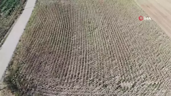 Trakya'da Kuraklık Ayçiçeği Üretimini Olumsuz Etkiledi