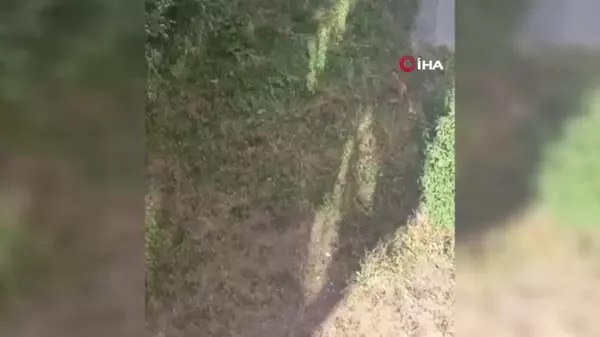 Erzurum'da Gün Ortasında Tavuk Çalan Tilki Kamerada