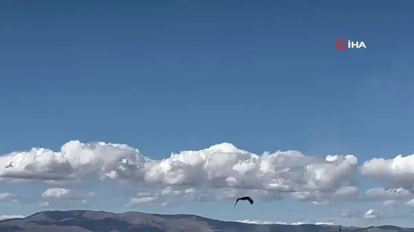 Arı Şahini Doğal Hayatına Kavuştu