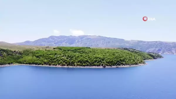 Nemrut'un maskotu bozayılar ve ekosistem tehlike altında