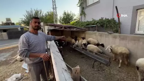 Polis, Depremzedenin Çalınan Koyunlarını Buldu