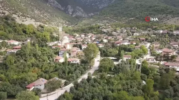 Çiğdemlik Köyü'nde Cennet Hurması Hasadı: 'Sarı Altın' Hızla Yaygınlaşıyor