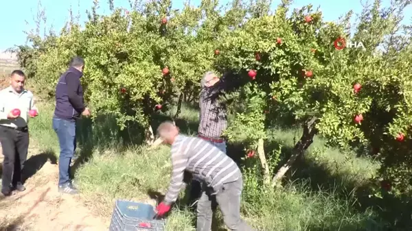 Gaziantep'te Çiftçiler Nar Hasadına Hazırlanıyor