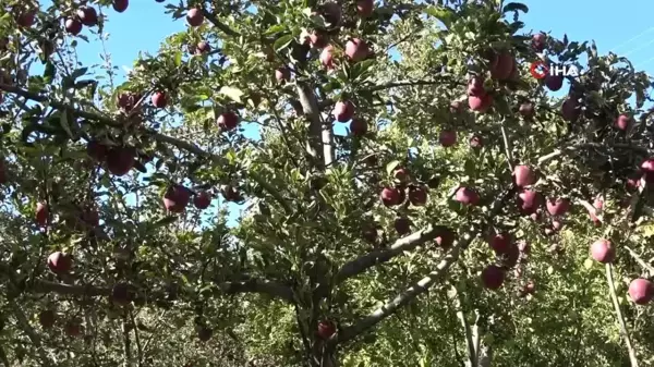 Hobi Olarak Başladığı Meyvecilikte Başarıya Ulaştı