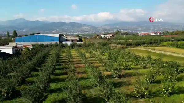 Dünyanın En Kaliteli Ayvası: Sakarya'nın Sarı Elması Hasat Ediliyor