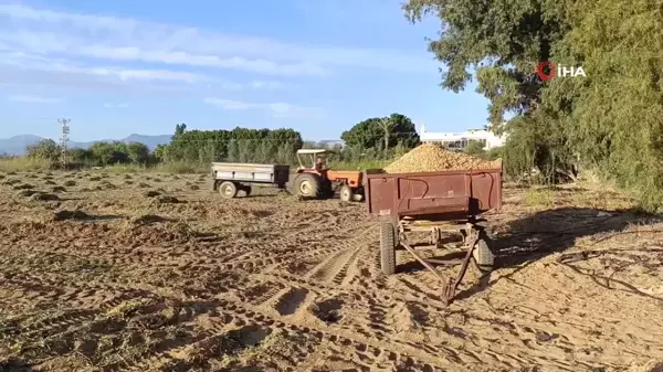 Manavgat'ta Yer Fıstığı Hasadı Başladı, Üretici Zor Günler Geçiriyor