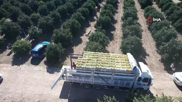 Adana'da Portakal Hasadı Başladı, Verim Düşüklüğü Yaşanıyor