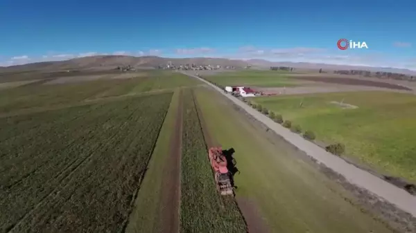 Bayburt'ta Şeker Pancarında Yüksek Rekolte Beklentisi