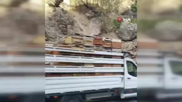 Tunceli'de Kayanın Araca Çarpması Sonucu 10 Arılı Kovan Zayi Oldu