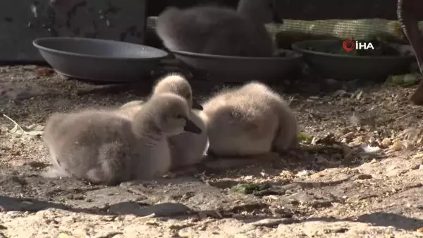 Kuğulu Park'ta 29 Ekim'de 5 Kuğu Yavrusu Dünyaya Geldi