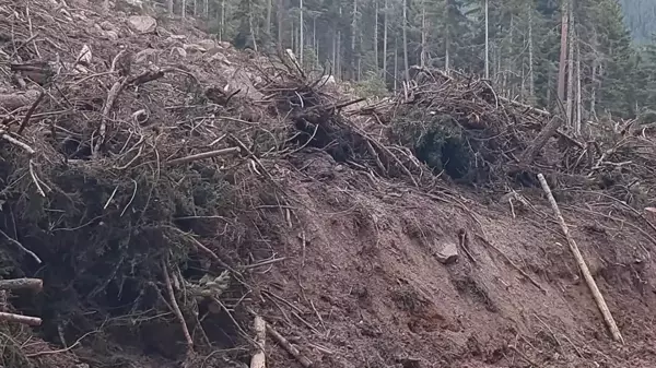 Artvin'de Turizm Sezonu Sonrası Ağaç Kesimi Endişesi