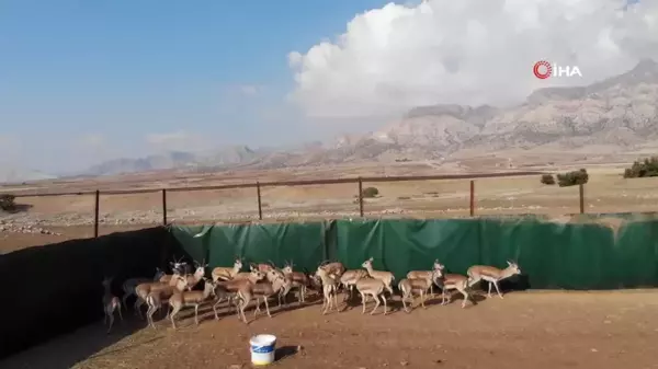 Cudi Dağı'na 30 Nesli Tükenme Tehlikesindeki Ceylan Salındı