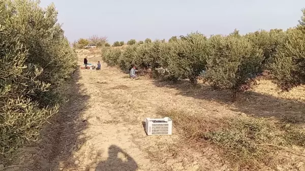 Emekli Kadir Çıral: Maaşım yetmiyor, zeytin toplamak zorundayım