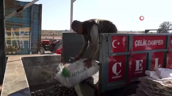 Gaziantep'te Zeytinyağı Üretim Yoğunluğu