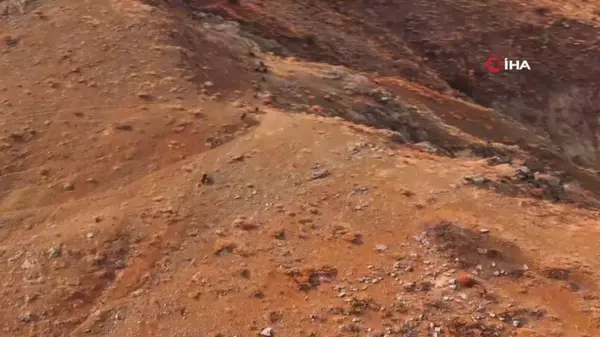 Elazığ'da Yaban Domuzu Sürüsü Havadan Görüntülendi