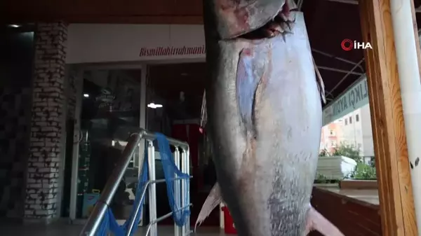 Adana'da Balıkçı, İnsan Boyunda Orkinos Yakaladı