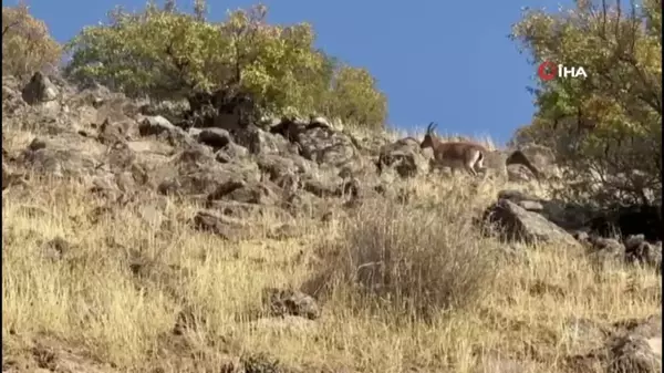 Elazığ'da Koruma Altındaki Dağ Keçileri Görüntülendi