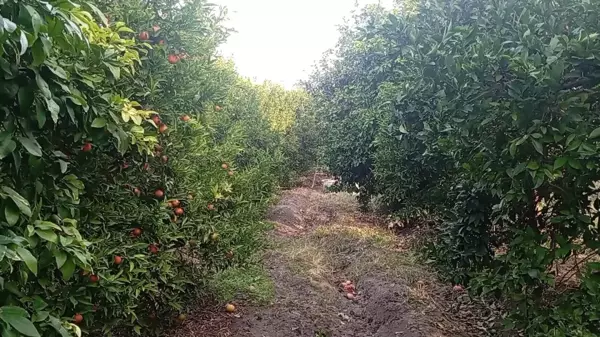 Mandalina Satışları Düşüşte, Esnaf Zor Durumda