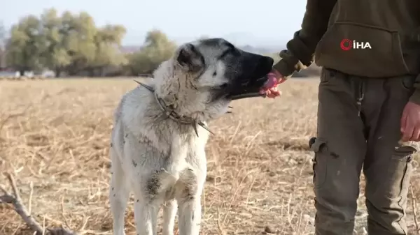 Çobanların En Güvendiği Dostları: Çoban Köpekleri