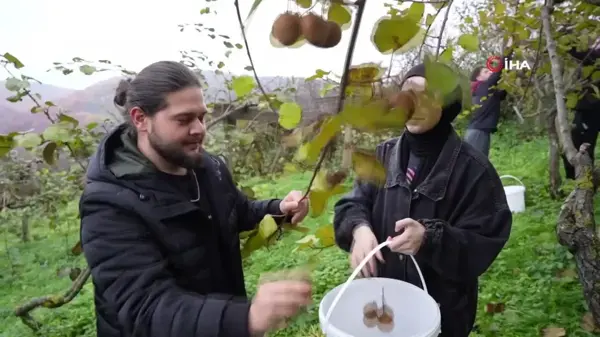 Ziraat Fakültesi Öğrencileri Kivi Hasadı Yaptı