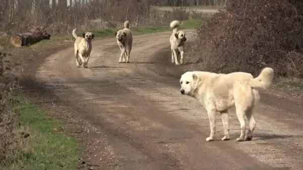 Başıboş sokak köpekleri 'beyaz kanser' tehlikesi yayıyor