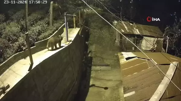 Kış Uykusuna Yatmayan Ayı Rize'de Panic Yarattı