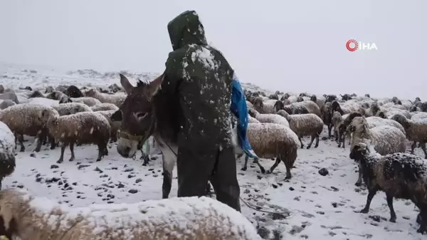 Koyun Sürüleri Karın Mağduru Oldu