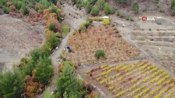 Kahramanmaraş'ta Hurma Fiyatları Üreticide 25, Markette 80 Lira