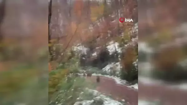 Yalova'da Boz Ayı ve Yavruları Görüntülendi