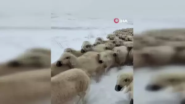 Yüzlerce Koyun Donmaktan Kurtarıldı