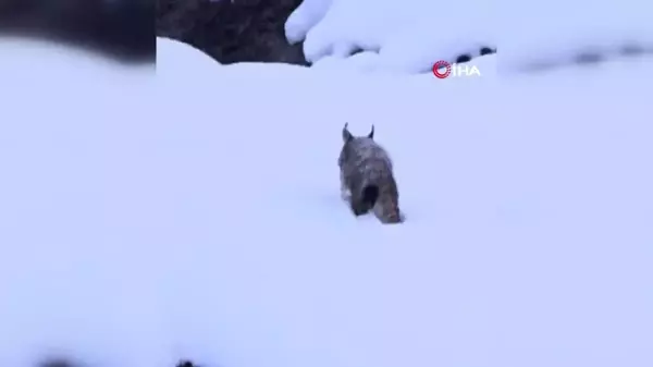 Kırmızı Listedeki Vaşak Tunceli'de Görüntülendi