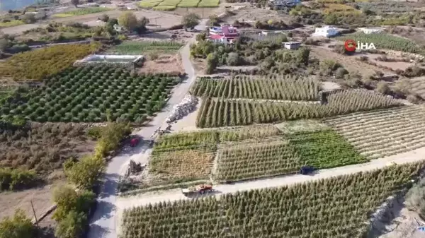 Mersin'de Kış Mevsiminde Domates Hasadı Devam Ediyor