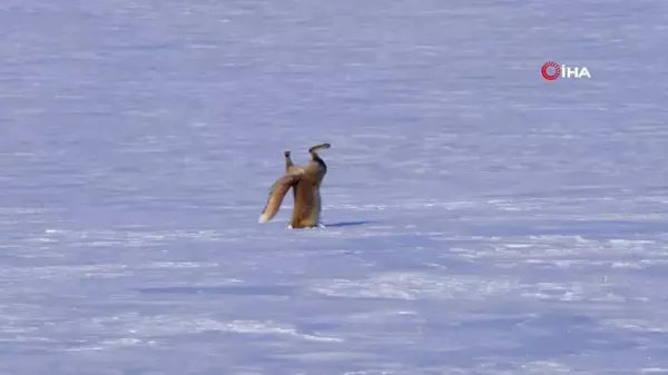 Kars'ta Kızıl Tilkinin Fare Avı Görüntülendi