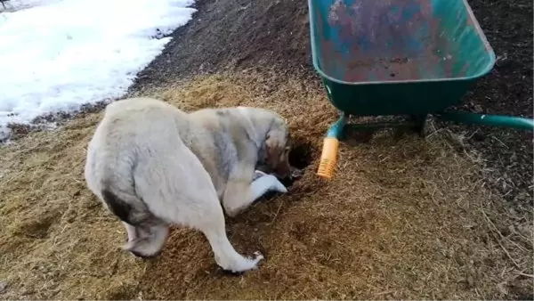 Ölen yavrusunu kendisi gömen köpek, izleyenleri duygulandırdı