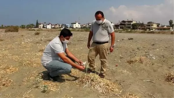 Kum zambaklarını koparanlara 73 bin TL ceza kesiliyor