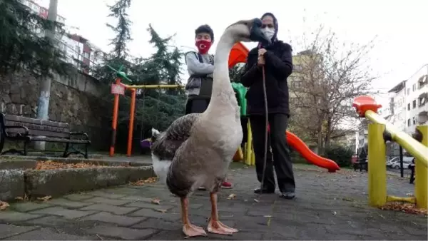 Beslediği kazla sokaklarda geziyor