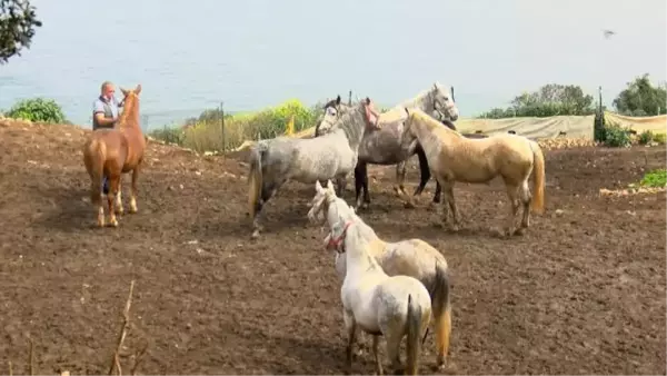 Adalar'dan Hatay'a gönderilen 99 atın kaybolduğu iddiasına çifte soruşturma