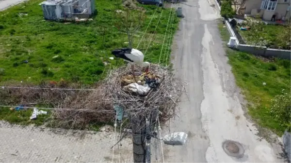 Elektrik direği, 7 yıldır leyleklerin yuvası