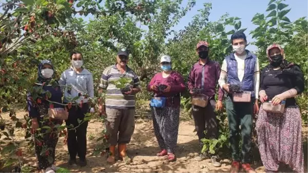 Silifke'de hasadı yapılan karadut, üreticinin yüzünü güldürüyor